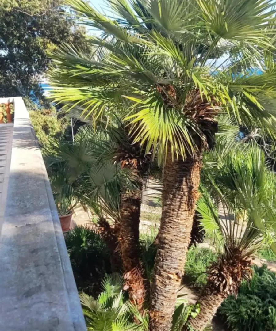 Appartamento In Villa Sul Mare Castiglioncello 0*,  Italien